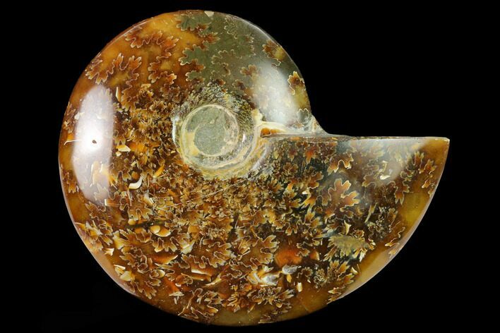 Polished Ammonite (Cleoniceras) Fossil - Madagascar #166668